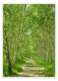 Wall art print Forest path in the birch forest I - Atteloi
