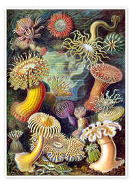 Wall art print Sea Anemones, Actiniae (Art Forms in Nature, 1899) - Ernst Haeckel