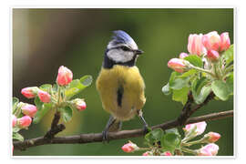 Wall art print Blue Tit on Apple Blossoms I - Uwe Fuchs