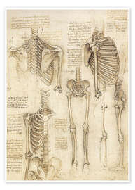 Poster Anatomy study, skeletal - Leonardo da Vinci