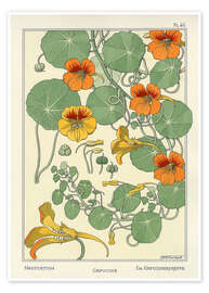 Poster Nasturtium - Maurice Pillard Verneuil