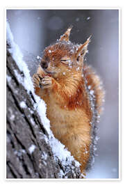 Wall art print Red squirrel in winter - Ervin Kobakçi