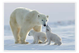 Wall art print Polar bear family, Wapusk National Park - David Jenkins