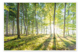 Wall art print Forest at sunrise - Hannes Cmarits