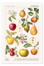 Wall art print Apples and pears - Elizabeth Rice