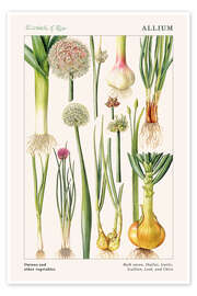 Wall art print Onions and other vegetables - Elizabeth Rice