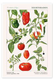 Wall art print Tomatoes and other nightshades, 1986 - Elizabeth Rice