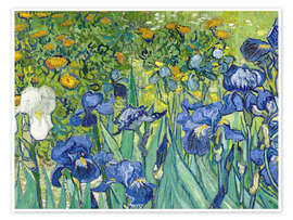 Wall art print Irises - Vincent van Gogh