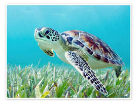 Wall art print Green Sea Turtle - M. Swiet