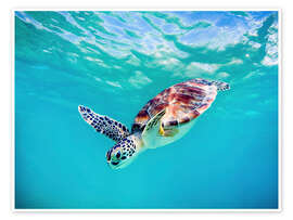 Wall art print Green Turtle - M. Swiet