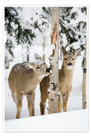 Wall art print Deers in a winter forest - Michael Interisano