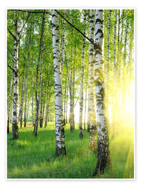 Wall art print Birches in summer forest