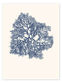 Wall art print Navy coral - Patruschka