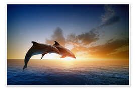 Wall art print Dolphins in the sunset