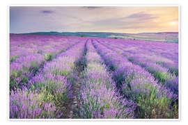 Wall art print Lavender Meadow at sunset