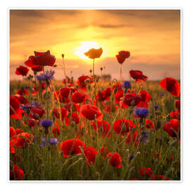 Wall art print Poppy field - Steffen Gierok