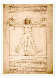 Poster Vitruvian man - Leonardo da Vinci