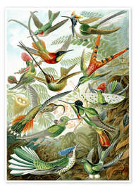 Wall art print Hummingbirds, Trochilidae (Art Forms in Nature, 1899) - Ernst Haeckel