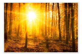 Poster Autumn forest in the backlight