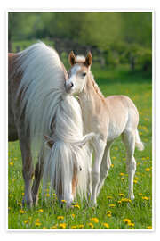 Wall art print Haflinger horse foal beside its mother - Katho Menden