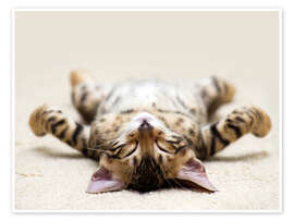 Wall art print Tired kitty