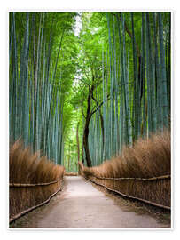 Wall art print Bamboo Forest in Kyoto Sagano Arashiyama, Japan - Jan Christopher Becke