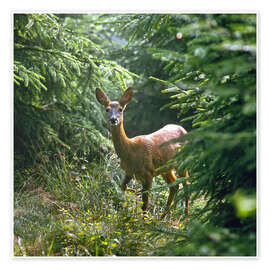 Wall art print The deer in the forest - Reinhard Siegel