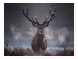Wall art print A majestic red deer stag breathing - Alex Saberi