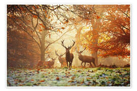 Wall art print Stags and deer in an autumn forest with mist - Alex Saberi
