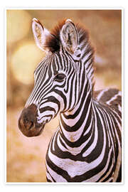 Poster Young Zebra, South Africa