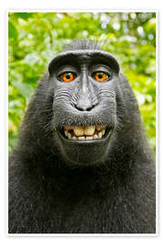Wall art print Monkey selfie I - David Slater