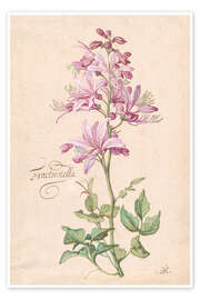 Poster Dictamnus, also called Fraxinella