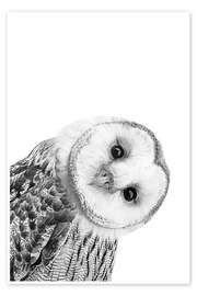 Wall art print Snow Owl - Art Couture