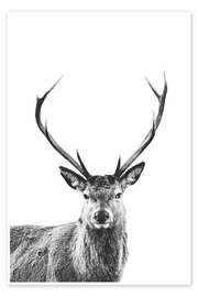 Wall art print Red Deer - Art Couture