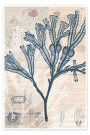 Poster Seaweed Arrangement II