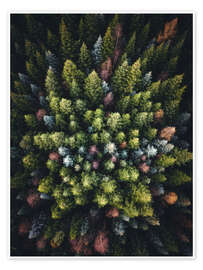 Wall art print Colourful conifers from above - Lukas Saalfrank