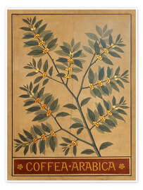Poster Arabica Coffee