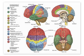 Poster The Brain From 4 Perspectives