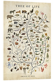 Acrylic print Tree of Life - Studio W