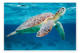 Wall art print Sea turtle under the water - Matteo Colombo