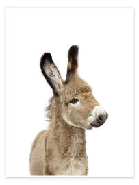 Wall art print Baby Donkey - Sisi And Seb