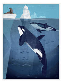 Wall art print Orca - Dieter Braun
