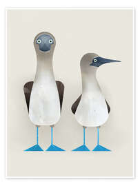 Wall art print Blue-Footed Boobies - Dieter Braun