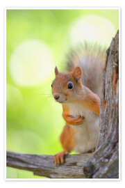 Wall art print European squirrel - Bernd Zoller