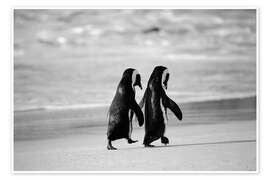 Wall art print Penguins Hand in Hand - Stuart Westmorland
