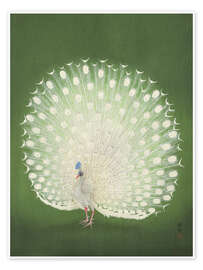 Poster White peacock - Ohara Koson