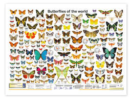 Poster Butterflies of the world - Planet Poster Editions