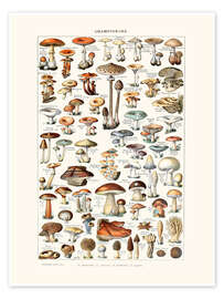 Poster Mushrooms vintage (French) - Patruschka