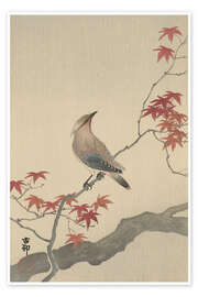 Wall art print Japanese waxwing on maple, ca. 1900 - Ohara Koson