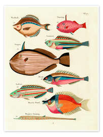 Wall art print Fishes - Vintage Plate 27 - Louis Renard